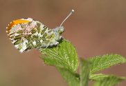 Orange Tip