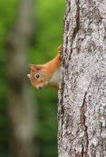 Red Squirrel 5