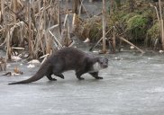 Otter on Ice