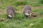 Otters
