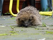 Hedgehog 5