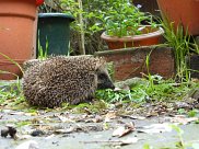 Hedgehog 6