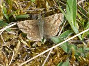 Dingy Skipper 2