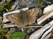 Dingy Skipper