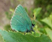 Green Hairstreak 3
