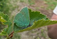 Green Hairstreak 4