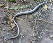 Slow worm 3