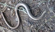 Slow worm 4