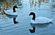 Black Necked Swan