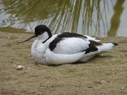 Avocet 3