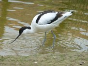 Avocet 2