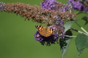 Painted Lady