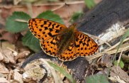 Pearl Bordered Fritillary 2