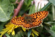 Pearl Bordered Fritillary