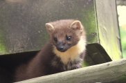 Pine Martin