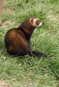 Polecat 2