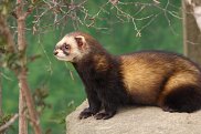 Polecat