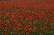 Poppies