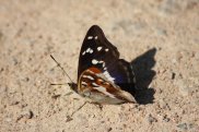 Purple Emperor 3