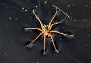 Raft Spider