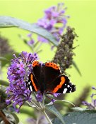Red Admiral