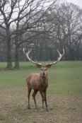 Red Deer