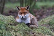 Red Fox