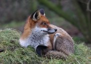 Red Fox 2