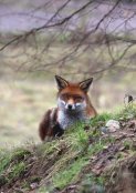 Red Fox 3
