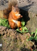 Red Squirrel 4