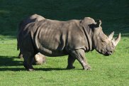 Rhino