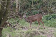 Roe Deer 2
