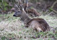 Roe Deer
