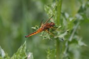 Scarce Chaser