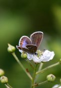 Silver Studded Female