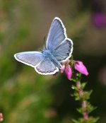 Silver Studded Blue