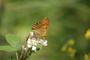 Silver Washed Fritillary