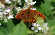 Silver Washed Fritillary 2