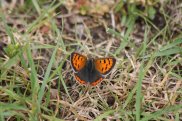 Small Copper