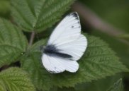 Small White