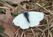 Small white 1