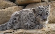Snow Leopard Cub 2