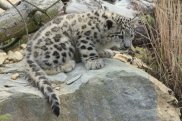 Snow Leopard Cub 3