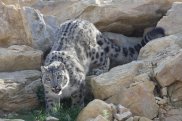 Snow Leopard