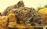 Snow Leopards
