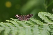 Speckled Wood