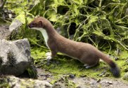 Stoat