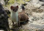 Stoat 2