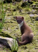 Stoat 3