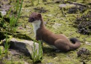 Stoat 4